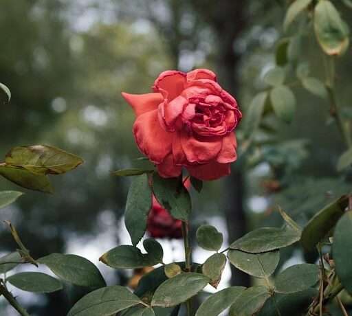 best florist upper west side