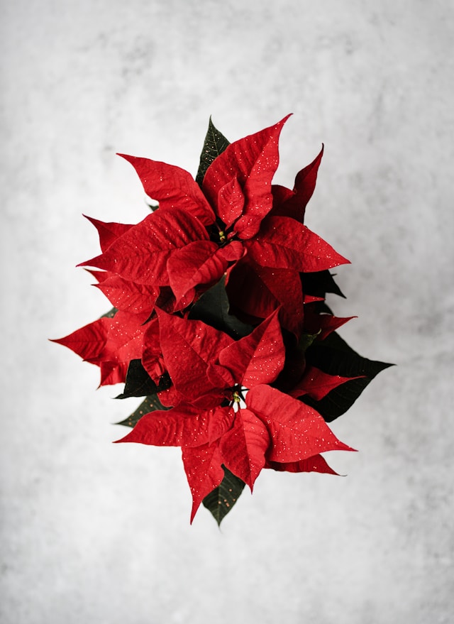 christmas flower upper west side nyc