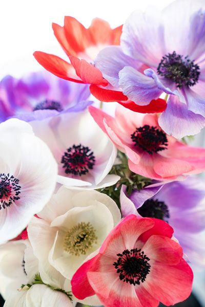 Anemones